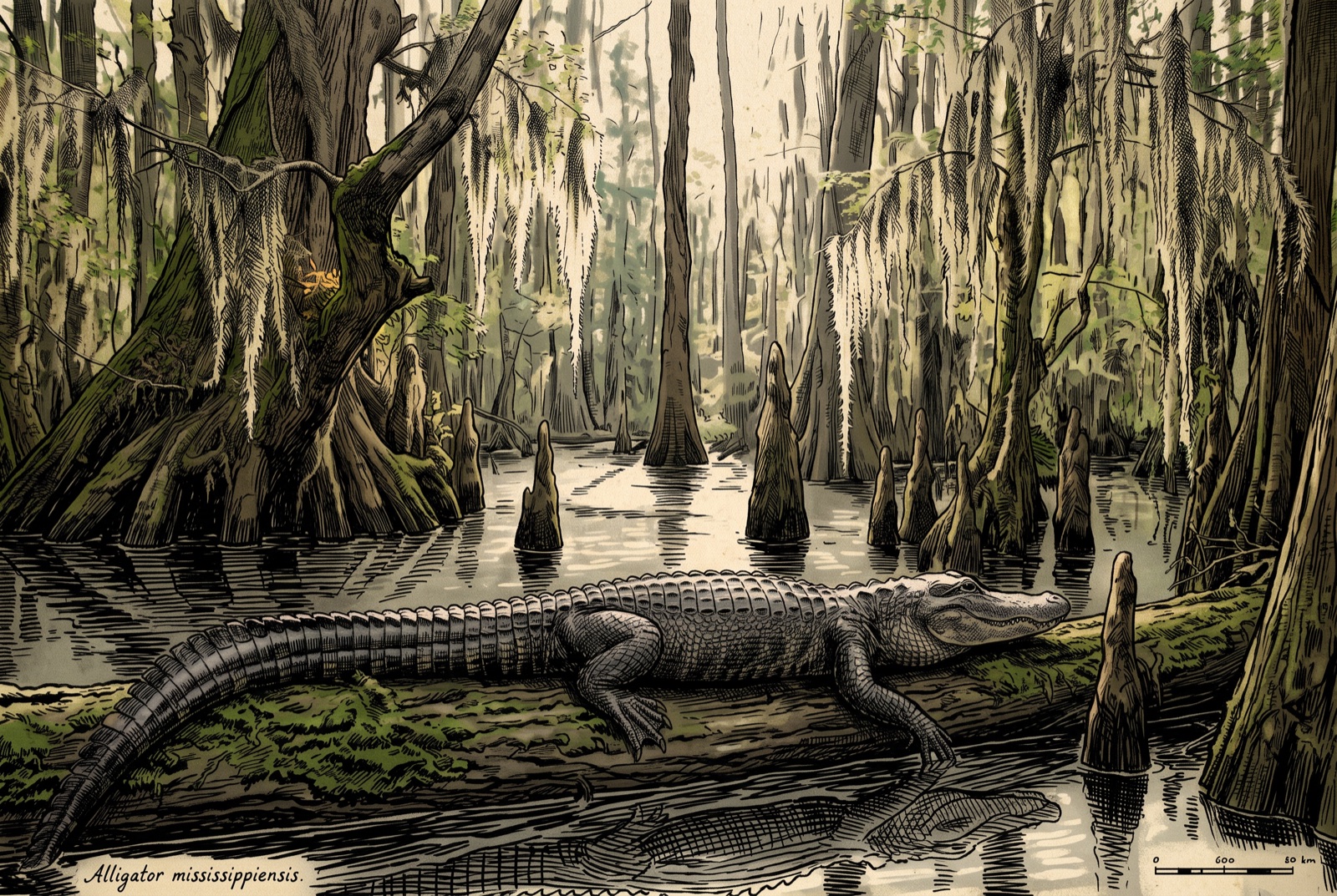 An alligator in a primeval cypress swamp, older than the country around it.