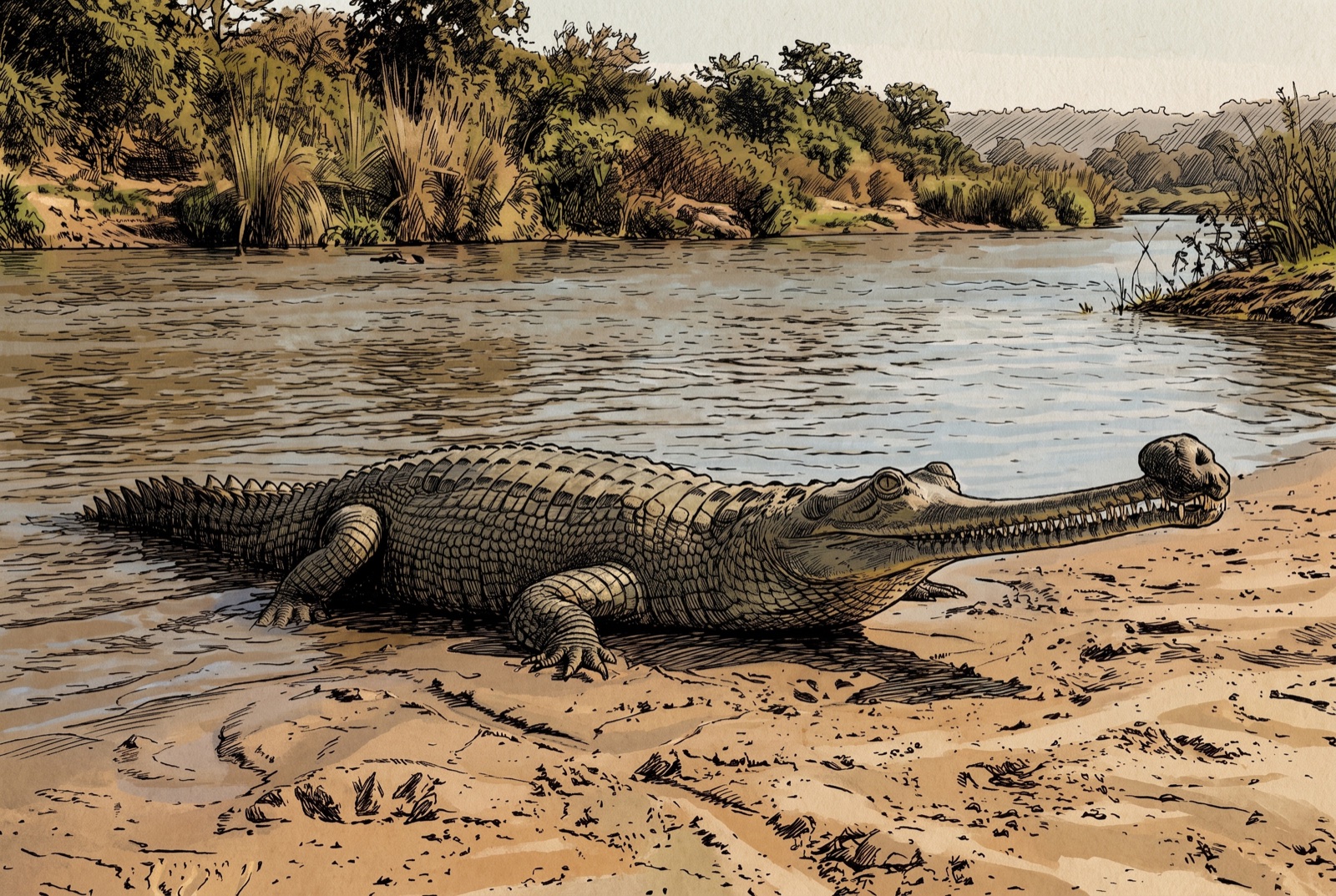 A harmless fish-eater with a needle snout and the male's ghara.