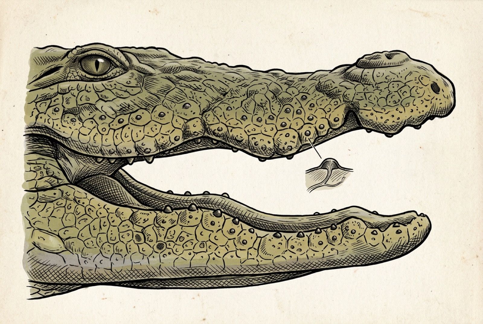 The dome pressure receptors that speckle the skin around the jaws: integumentary sensory organs (ISOs), fine enough to read a ripple in the dark.
